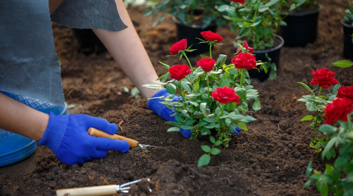 Rosas trasplantadas en el jardín por un jardinero con guantes azules.  Están usando herramientas de madera en el jardín para desenterrar y trasplantar los arbustos.  Los arbustos son pequeños con varias flores rojas.