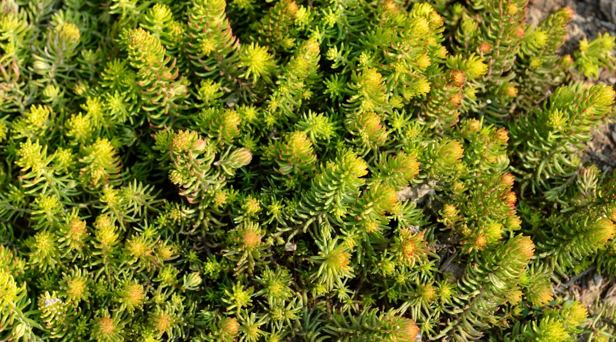 Vista superior, primer plano de una planta de cobertura del suelo Sedum repestre que crece en un jardín.  La planta tiene tallos erectos cubiertos de hojas puntiagudas, cilíndricas, suculentas, de color amarillo verdoso.