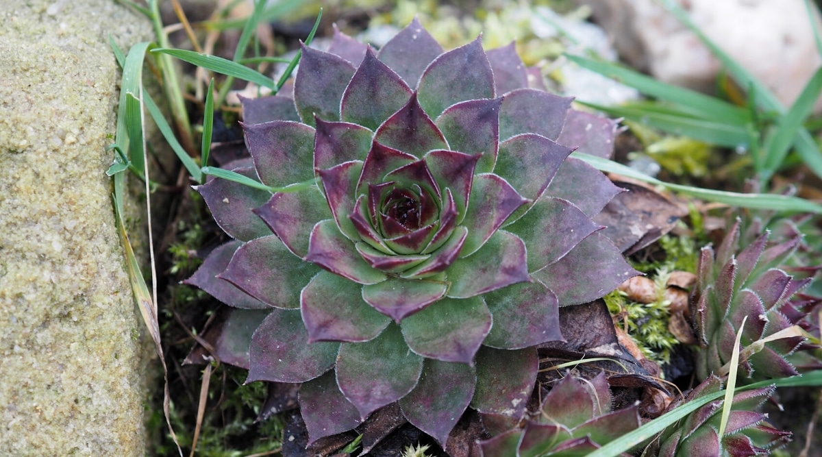 Primer plano de Sempervivum heuffelii 'Bora' en el jardín.  Una roseta grande consta de hojas carnosas con extremos puntiagudos y un corazón de color verde brillante que se convierte en un color púrpura intenso.