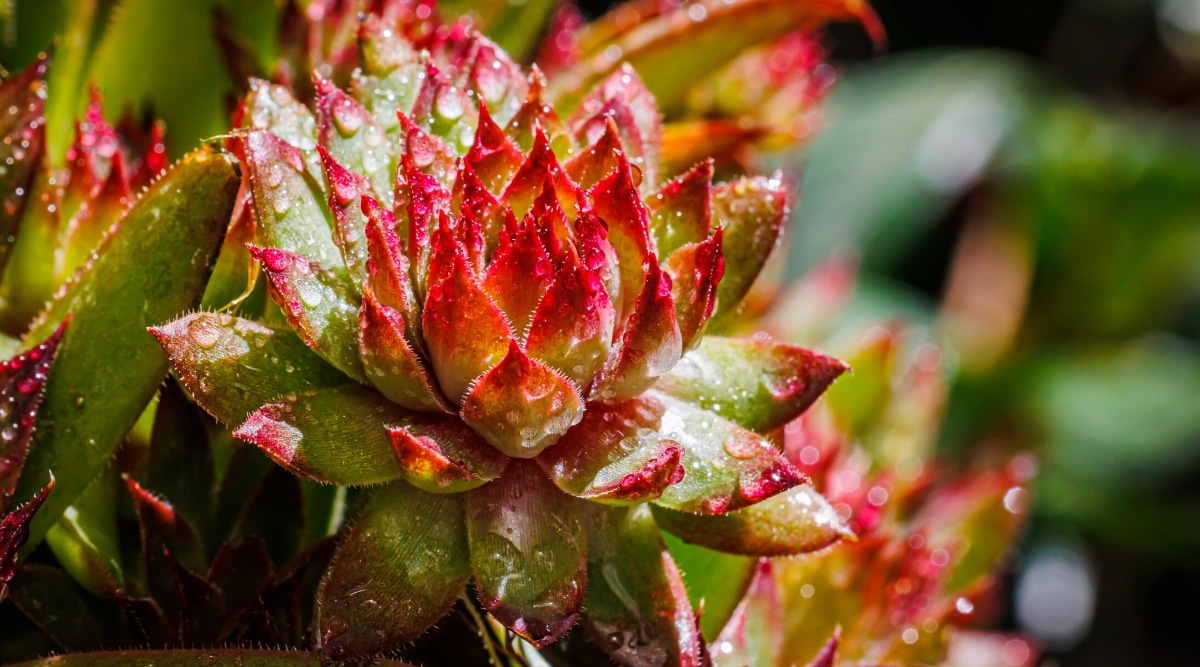 Primer plano de una planta Sempervivum tectorum cubierta de gotas de agua contra un fondo borroso.  La suculenta consta de hojas verdes carnosas oblongas con puntas rojas que forman una roseta densa.
