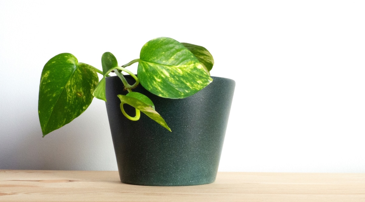 La pequeña planta con crecimiento atrofiado está creciendo en una maceta verde sentada sobre una mesa de madera.  La olla está hecha de un material compuesto y la pared detrás de la mesa es blanca.