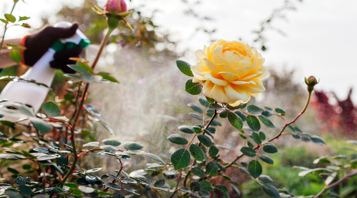Primer plano de la flor color de rosa de Charles Darwin inglés.  El jardinero rocía con fertilizante insecticida en el arbusto para evitar que se produzcan enfermedades en el otoño. 