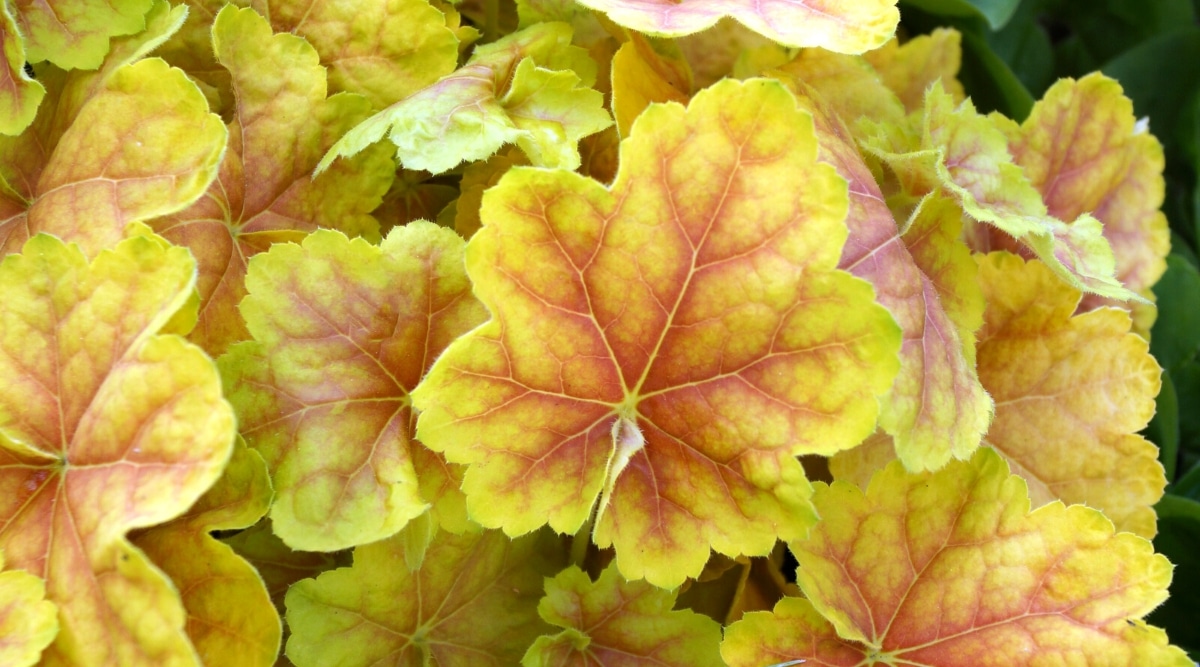 Primer plano de una planta Coral Bells 'Tiramisu'.  Las hojas son lobuladas, de color amarillo brillante con venas ligeramente rojas.  Los bordes de las hojas son ligeramente ondulados.