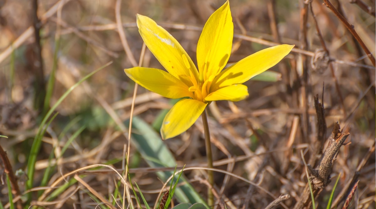 Primer plano de un tulipán amarillo corto 'Altaica' contra un fondo borroso de ramas marrones y hierba.  La flor en forma de estrella es de tamaño mediano, tiene pétalos de color amarillo limón con bordes rizados.  Los estambres de color amarillo anaranjado sobresalen del centro de la flor.