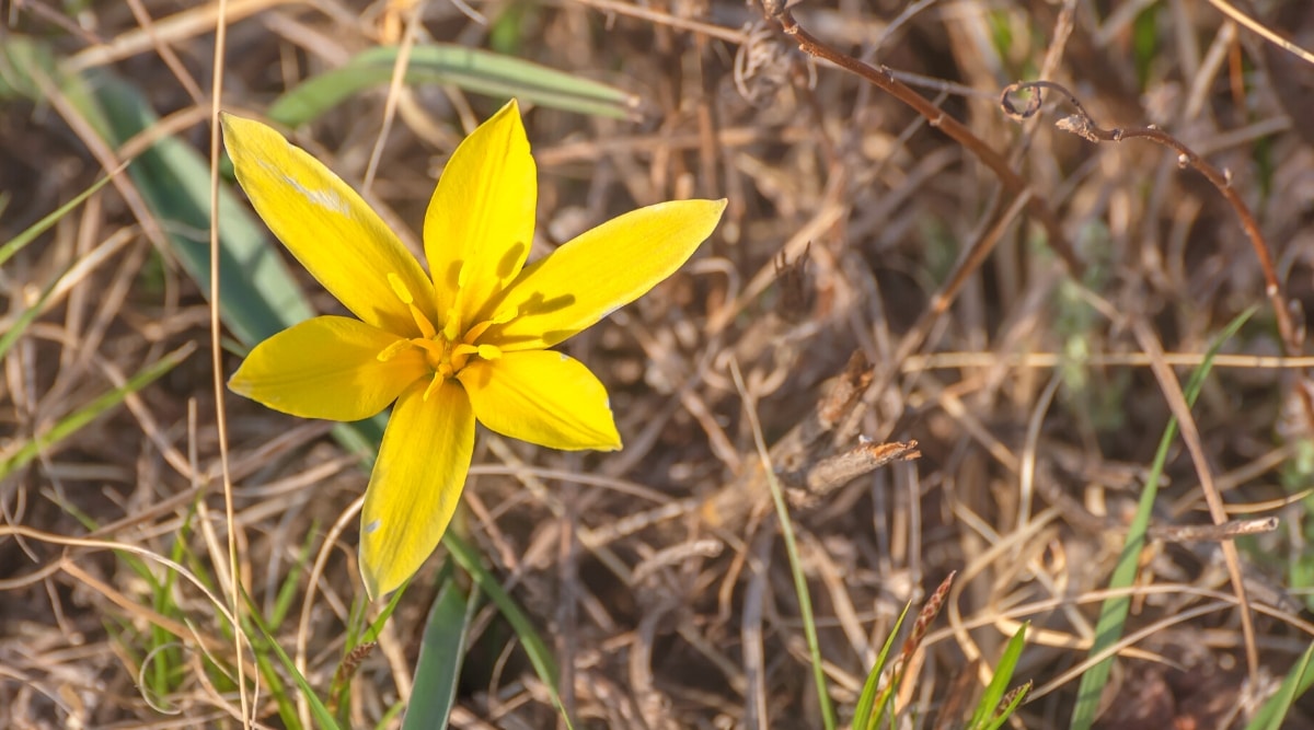 Primer plano de un tulipán floreciente 'Altaica' entre hierba marrón seca.  La flor tiene forma de estrella y consta de pétalos puntiagudos de color amarillo limón y estambres que sobresalen del centro.