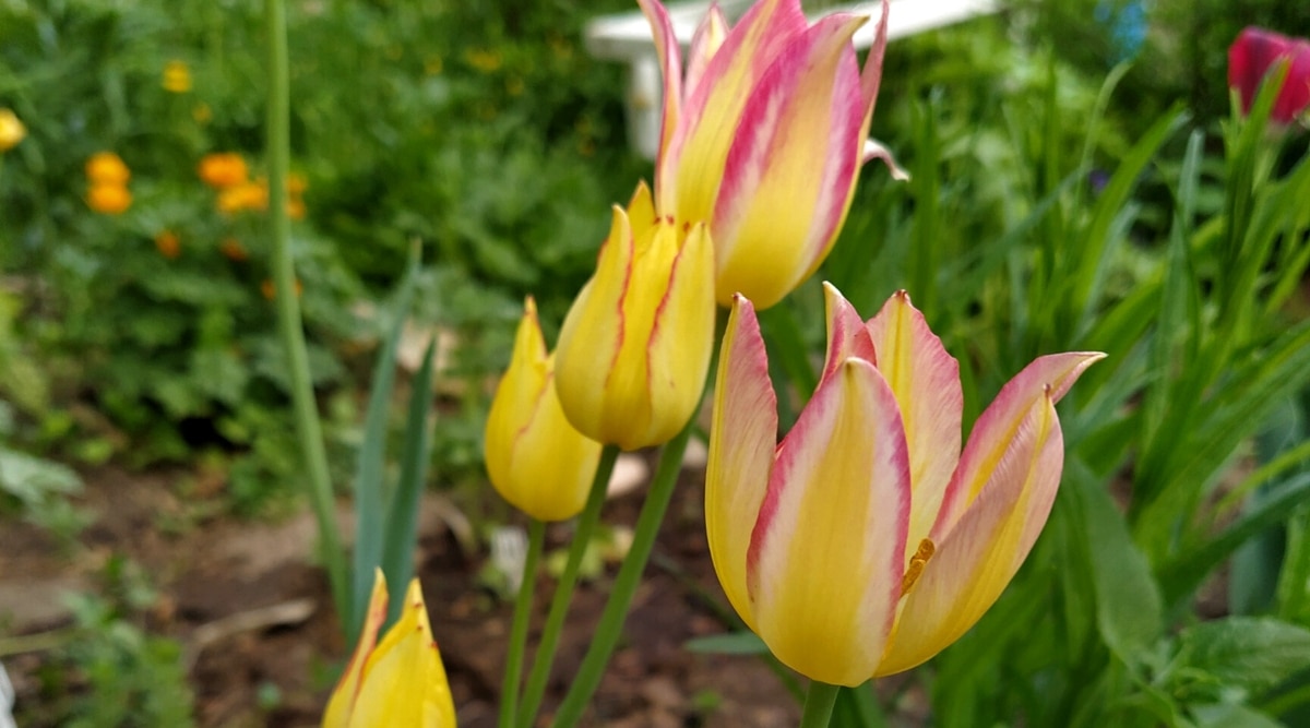 Primer plano de 4 tulipanes 'Antoinette' en flor en un jardín de primavera.  Las flores son pequeñas, de copa, consisten en pétalos oblongos, ligeramente puntiagudos, de color amarillo pálido con bordes de color rosa carmesí.