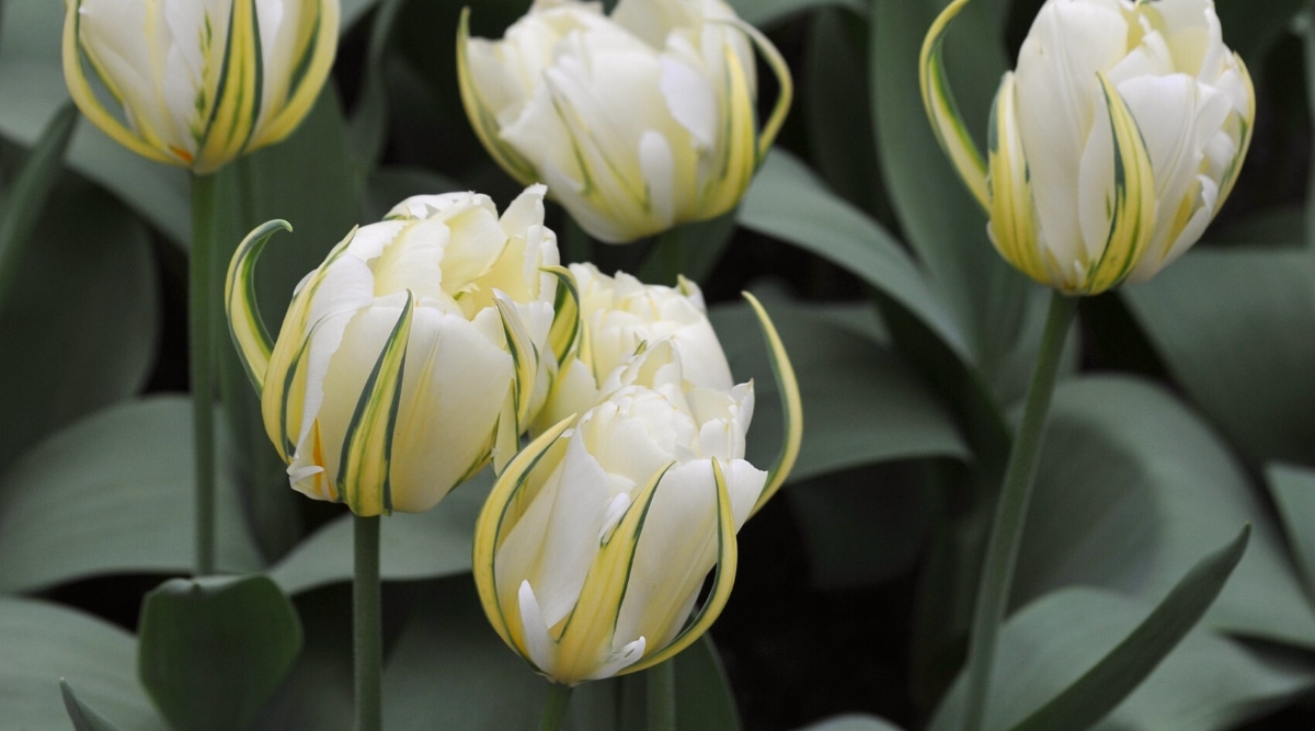 Primer plano de tulipanes blancos florecientes 'Emperador exótico' contra follaje verde oscuro y grisáceo.  Flores dobles, de peonía, de color blanco cremoso ahuecadas.  Los tulipanes tienen delicados pétalos exteriores de color amarillo cremoso con venas verdes.
