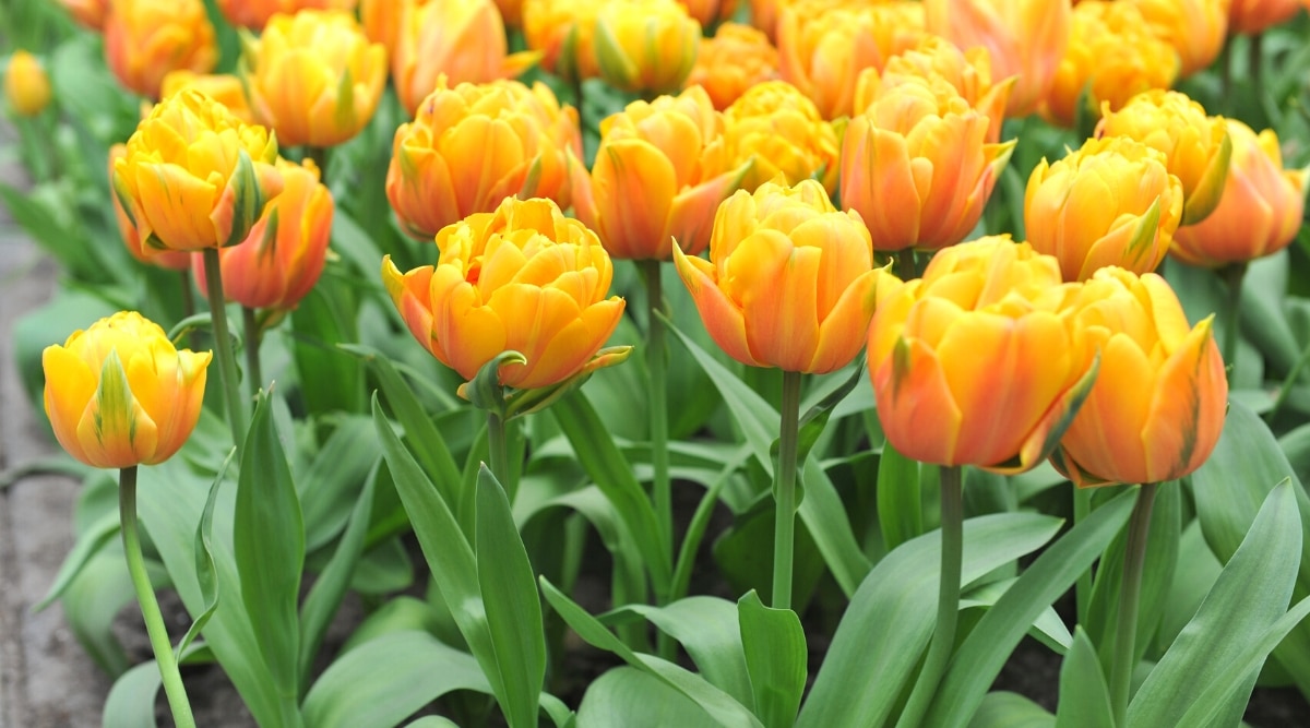 Tulipanes 'Freeman' en flor en el jardín.  Flores dobles grandes en forma de copa, compuestas de muchas capas de pétalos redondeados de color amarillo dorado brillante con un rubor rojo cerca de la nervadura central.  También hay rayas verdes en algunos de los pétalos exteriores.
