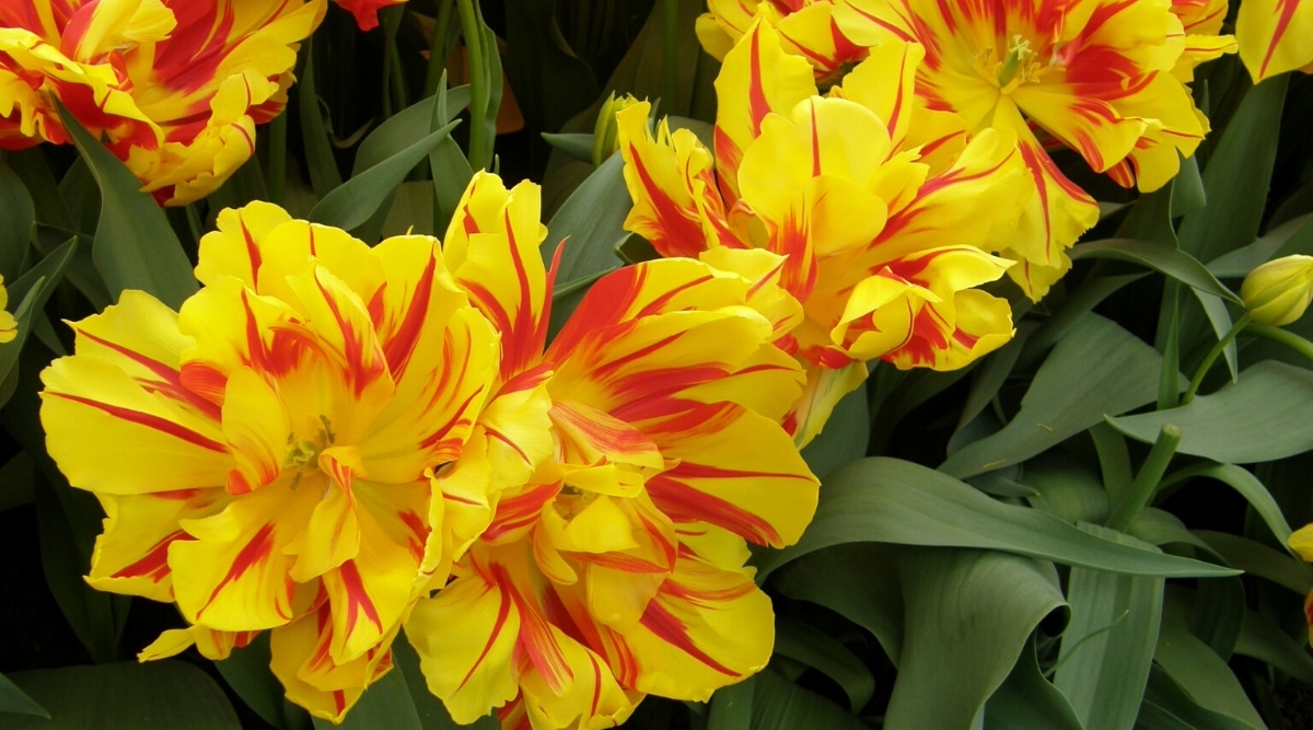 Tulipanes 'Monsella' en flor rodeados de follaje verde oscuro.  Las flores son grandes, dobles, y consisten en muchos pétalos redondeados de color amarillo canario con venas de color rojo brillante.