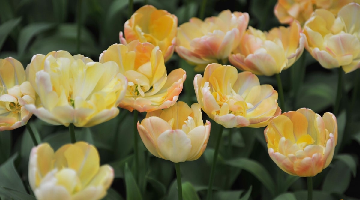 Tulipa 'Yellow Margarita' que florece en macizos de flores con flores amarillas de color pastel brillante.