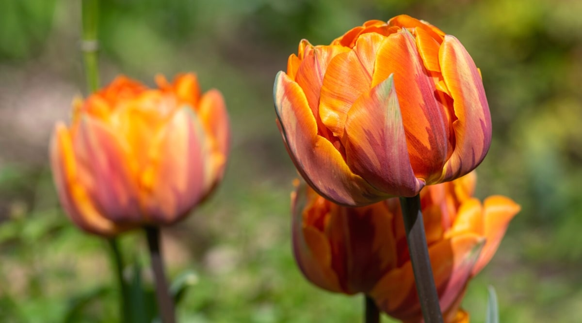 Un primer plano de un tulipán 'Monte Orange' increíblemente hermoso contra un fondo verde borroso con tulipanes naranjas en flor.  Una flor doble, peonía, ahuecada, naranja zanahoria con plumas de coral en los pétalos exteriores.