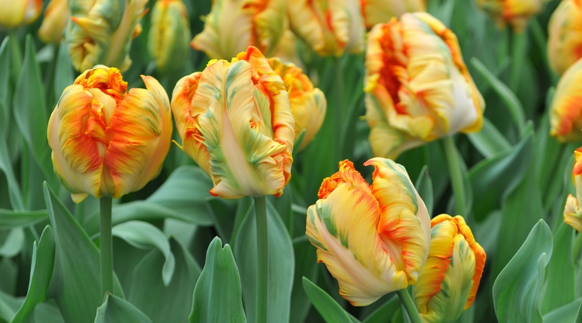 Primer plano de muchos tulipanes 'Parrot King' en flor rodeados de un gran follaje azul-verde.  Las flores son densas, en forma de copa, tienen pétalos retorcidos con flecos de diferentes tonos de naranja, amarillo, verde y rosa en toda la superficie de los pétalos.