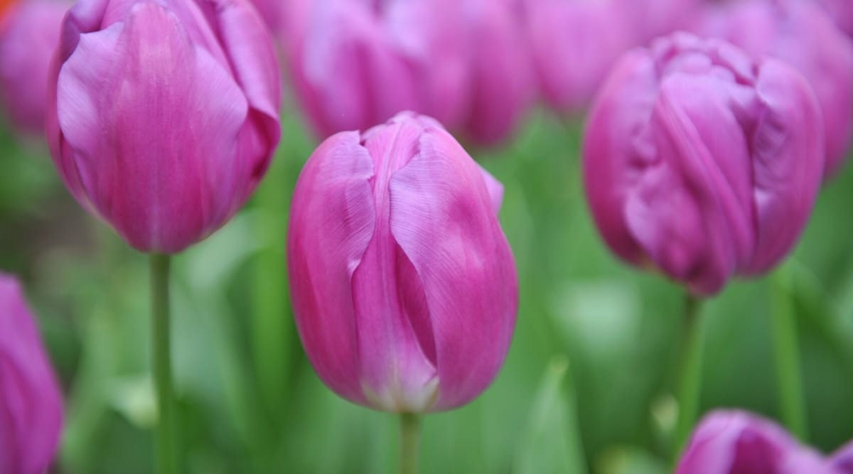 Capullos de flores de Tulipa 'Bandera Púrpura' contra el fondo verde borroso.  Los cogollos son grandes, ahuecados, con pétalos morados de forma sencilla con un acabado satinado.