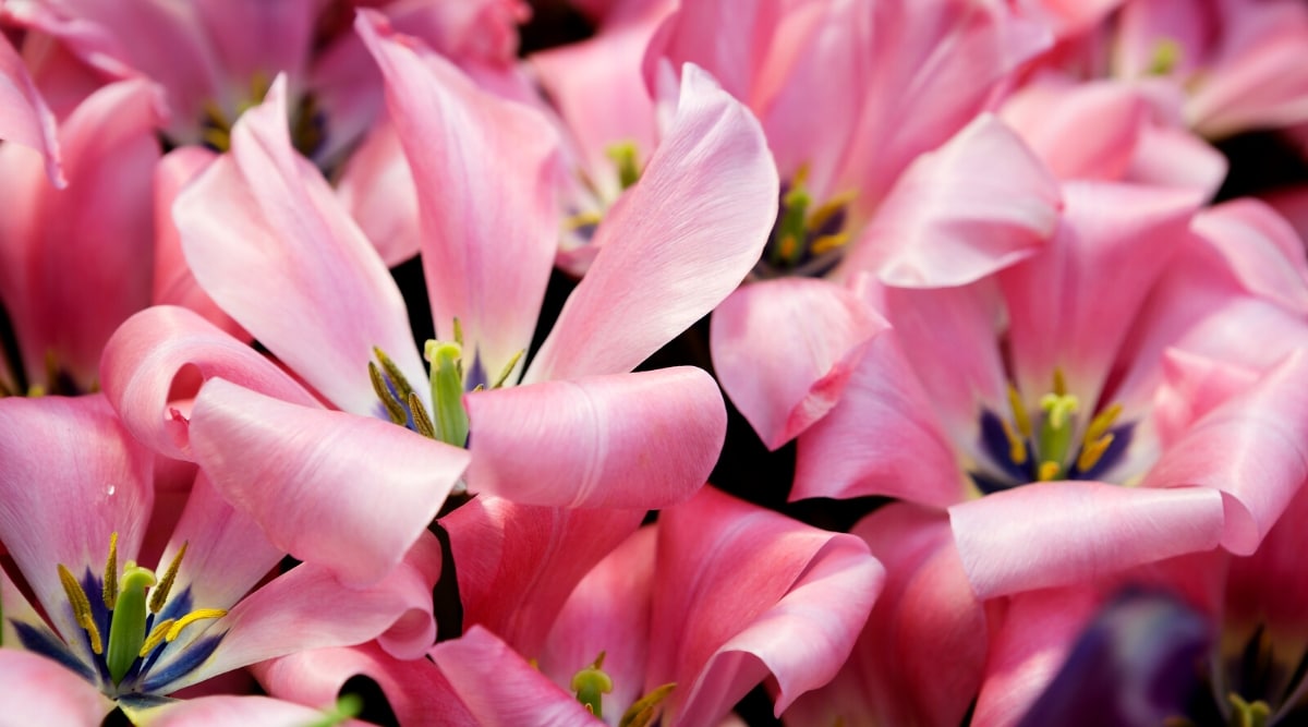 Primer plano de los tulipanes 'Sweet Sixteen' en flor.  Los cogollos son totalmente abiertos, en forma de copa, formados por 6 pétalos oblongos ovalados, retorcidos hacia el exterior, que rodean un carpelo verde y 6 estambres de color amarillo negruzco.