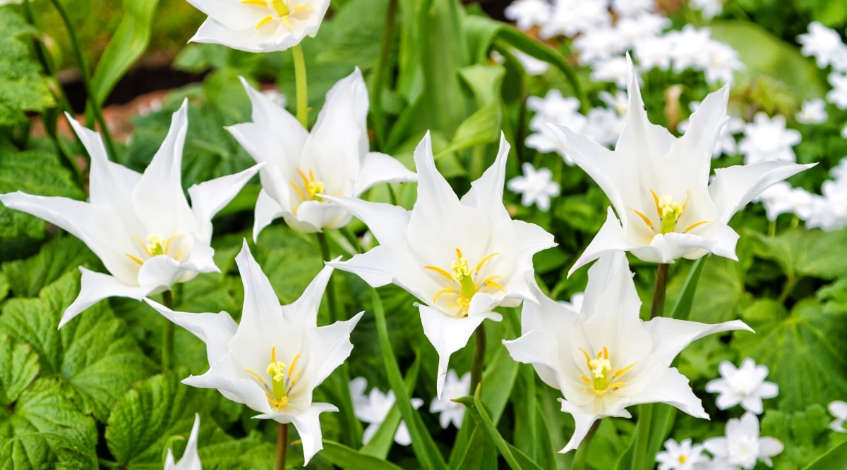 Vista superior, primer plano de tulipanes blancos florecientes 'Triunfador blanco' contra un fondo borroso de follaje verde en un jardín.  Las flores son grandes, en forma de reloj de arena, tienen pétalos blancos como la nieve con puntas curvas y puntiagudas.  Las flores están abiertas, revelando estambres y carpelos de color amarillo pálido.