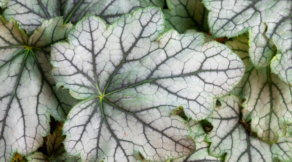Primer plano de las hojas de la planta Venus geyhera, Las hojas son grandes, lobuladas, plateadas, con venas de color verde oscuro (con un tinte púrpura).  Los bordes de las hojas son ligeramente aserrados.