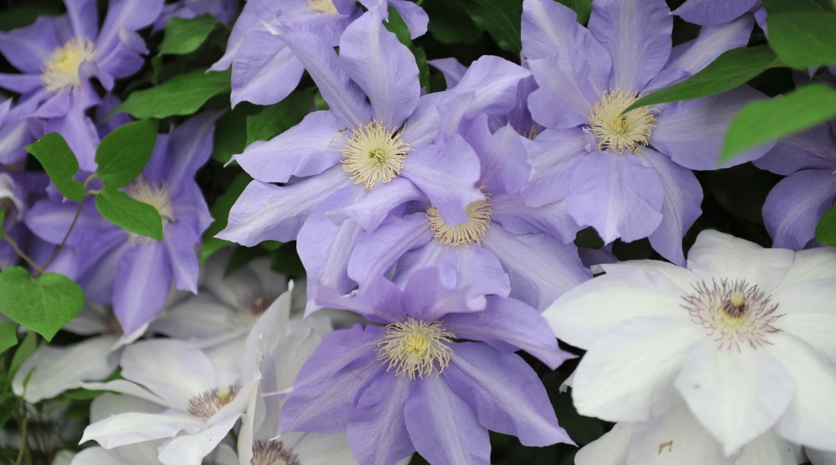 Flores enredaderas que crecen en primavera, blancas y moradas.  Las flores son de color púrpura claro y blanco como una sábana y crecen en una enredadera en el jardín.  Cada flor tiene siete pétalos, con estambres amarillos en el centro.