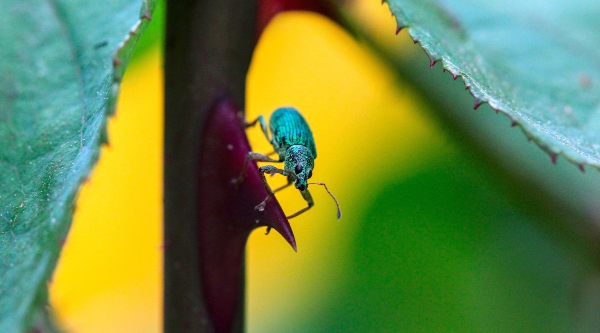 Gorgojo arrastrándose sobre la espina de un arbusto en el jardín.  El insecto tiene una capa exterior verde y se arrastra sobre la espina de un rosal.
