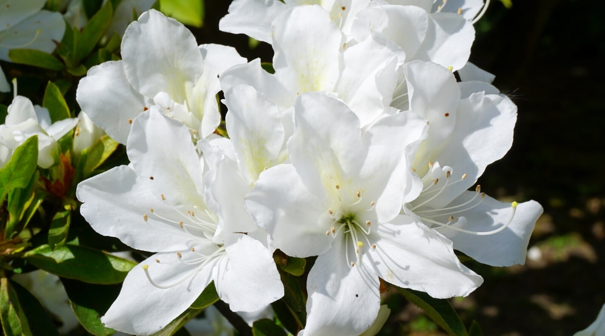 Primer plano de la azalea de la inocencia de Weston floreciendo  flores blancas en un jardín soleado con un fondo borroso.  Las flores son grandes, blancas, con volantes, con una mancha de color amarillo pálido en los pétalos superiores y largos estambres blancos.