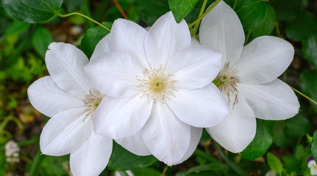 Variedad de candida de floración blanca que crece en vid con follaje verde.  Hay tres flores gigantes en la vid en plena floración.