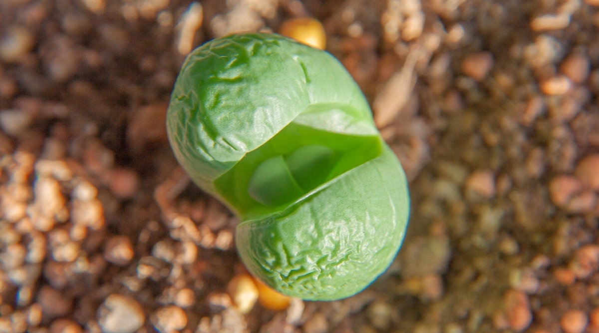 Vista superior de una planta de lithops con hojas arrugadas sobre un fondo borroso de suelo naranja.  Lithops tiene dos hojas de color verde brillante, jugosas y regordetas.  Se forma una grieta entre las hojas.