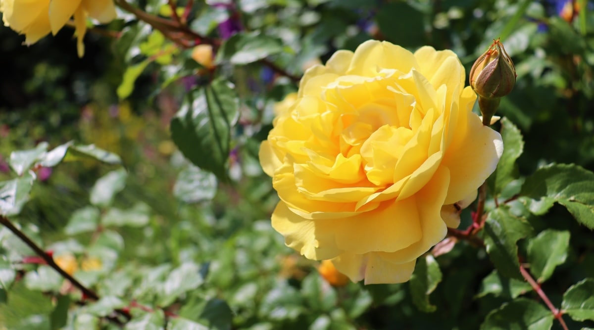 Rosa inglesa amarilla que crece en el jardín de la cabaña.  Hay muchos pétalos, todos de color amarillo brillante, casi del color del sol.  Hay un follaje verde denso y espeso en la base y que rodea la flor del arbusto.