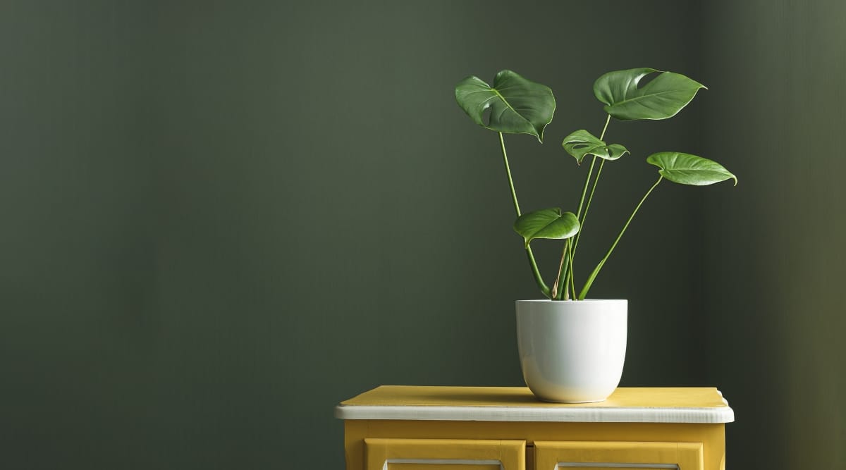 Planta Monstera joven sin agujeros en las hojas.  La planta se encuentra en una pequeña maceta blanca sobre un escritorio de madera clara en una habitación más oscura.
