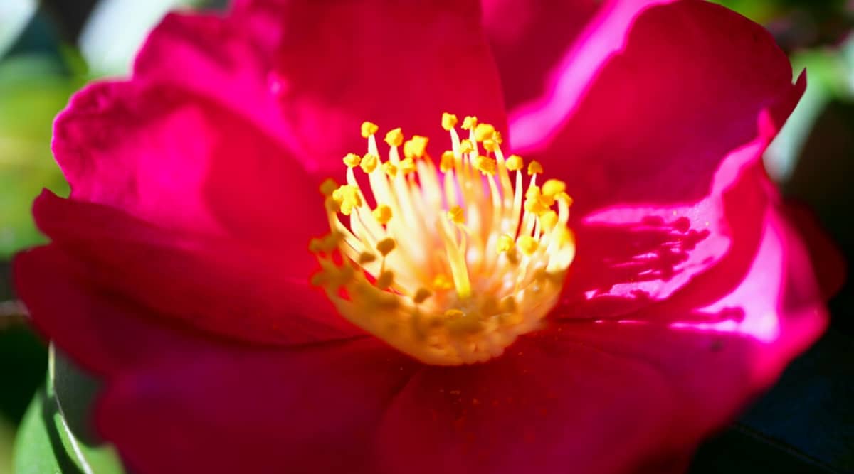 Primer plano de una camelia Sasanqua October Magic 'Crimson N' Clover' iluminada por el sol.  La flor es de color rosa brillante, consta de pétalos redondeados individuales dispuestos alrededor de un grupo de estambres dorados en el centro.