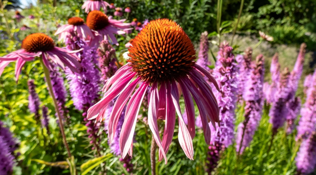 Primer plano de Coneflowers florecientes y estrellas ardientes en un jardín soleado.  Las equináceas tienen grandes conos centrales de cobre dorado rodeados de pétalos alargados, angostos y de color púrpura.  Las estrellas resplandecientes tienen racimos de flores violetas plumosas en tallos largos.