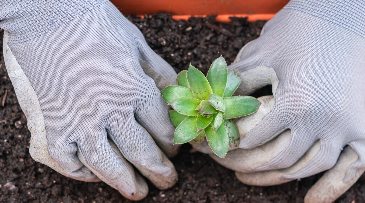 Primer plano de las manos de un jardinero en guantes grises plantando un pequeño brote de planta suculenta en el suelo en una maceta de terracota.  El brote tiene hojas carnosas de color verde oscuro dispuestas en forma de roseta.