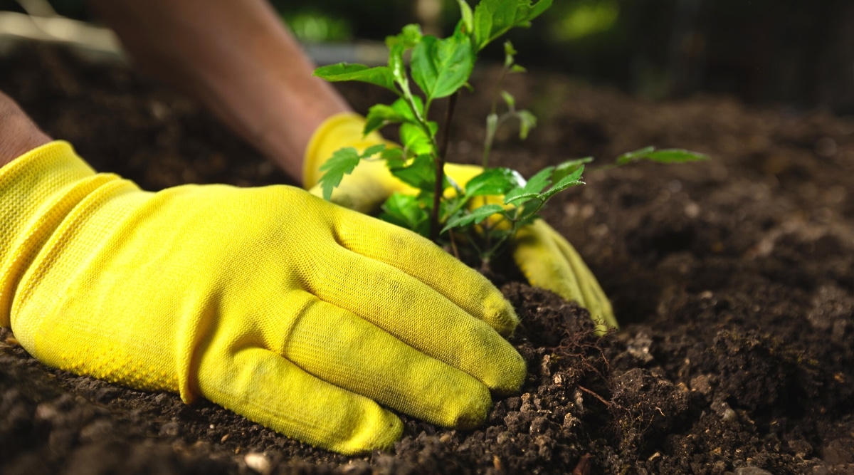 Primer plano de las manos de un jardinero en guantes amarillos plantando plántulas en el suelo.  La plántula tiene hojas en forma de corazón de color verde brillante.  El suelo es suelto, de color marrón oscuro.