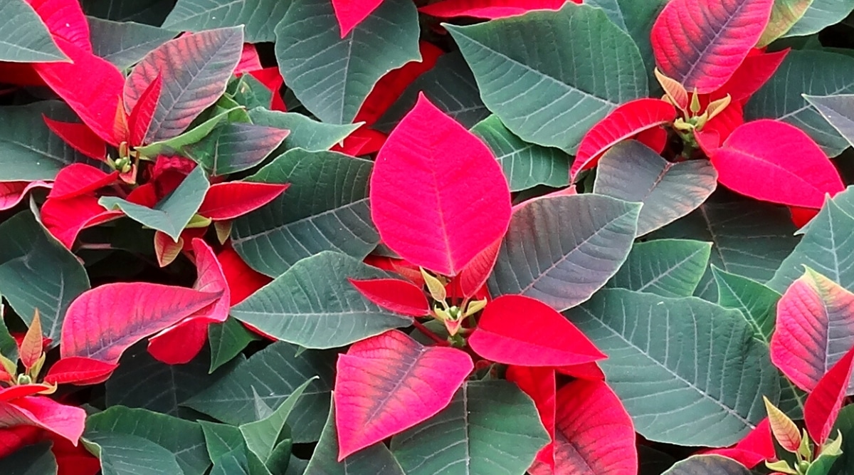 Primer plano de una planta de poinsettia que cambia el color de sus brácteas de verde oscuro a rojo brillante. La planta tiene un denso follaje elíptico de color verde oscuro y brácteas de color rojo-rosado brillante.