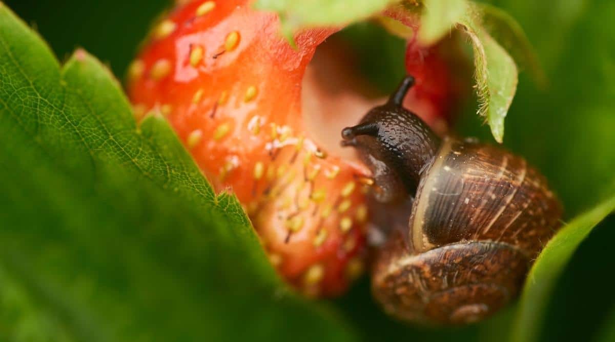 Un caracol se come una fresa que crece en el jardín.  Puedes ver al caracol comiendo una porción de la fruta, y hay un follaje verde en el fondo.  El caracol tiene una concha marrón.