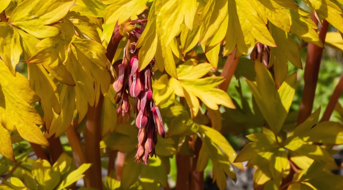 Un primer plano de una planta Dicentra spectabilis 'Gold Hearts' con hojas amarillas grandes y densas y un racimo colgante de flores colgantes de color marrón-rojo.  Las hojas parecidas a las de un helecho son grandes, de color amarillo dorado, pinnadas y lobuladas.  Tallos rojizos gruesos sobre un fondo borroso.