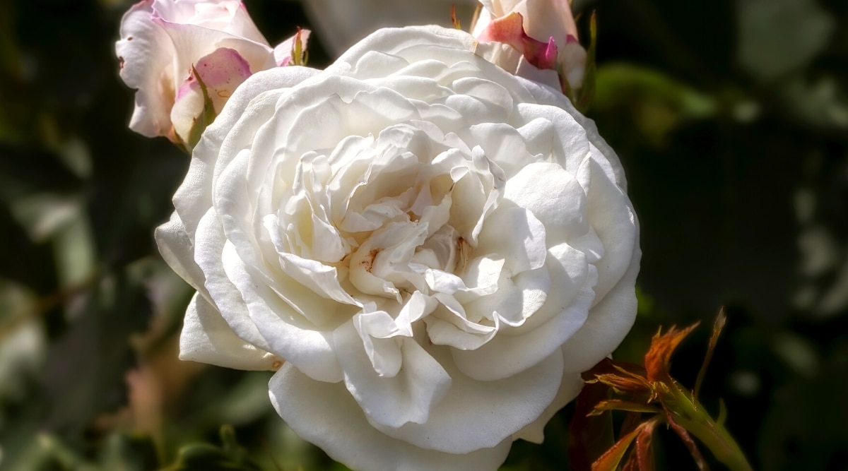 Primer plano de una flor Rosa 'Zephirine Drouhin' contra un fondo borroso en un jardín soleado.  La flor es grande, doble, tiene pétalos blancos densamente agrupados, ligeramente ondulados, redondeados.  Hay varios brotes florecientes jóvenes en el fondo.  Los cogollos tienen pétalos de color rosa oscuro en el exterior.