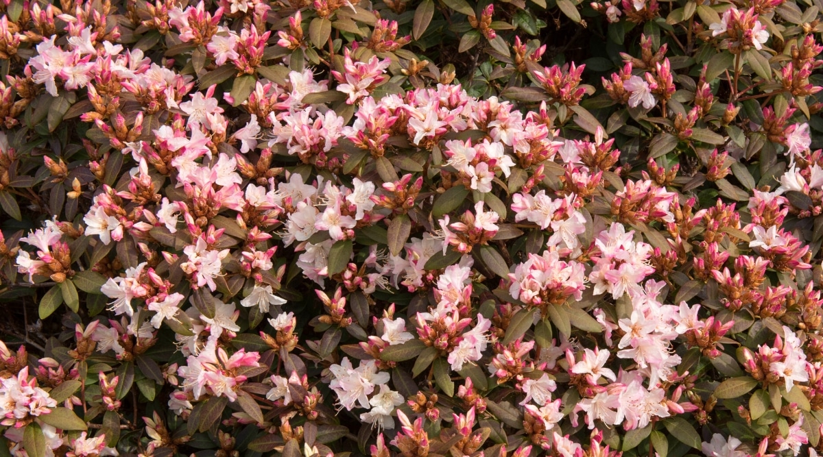 Primer plano de un arbusto de rododendro Ginny Gee en flor.  El arbusto es exuberante, aturdido por pequeñas flores de color rosa pálido en forma de campana, agrupadas en pinceles de 3-5 flores.  Los pétalos son de color rosa brillante.  Las hojas son de color verde oscuro, oblongas, lanceoladas, coriáceas.