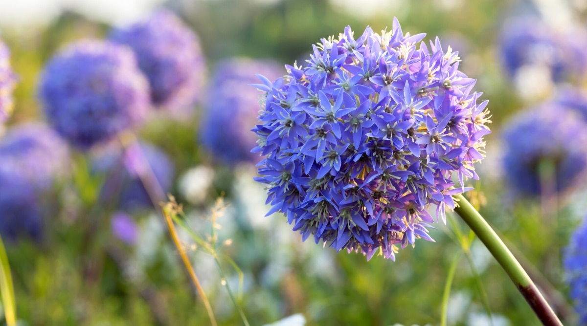 Primer plano de una cabeza de flor Allium contra un jardín florido borroso.  La flor tiene una inflorescencia esférica de pequeñas flores azul-violeta en forma de estrella con centros de color verde pálido.
