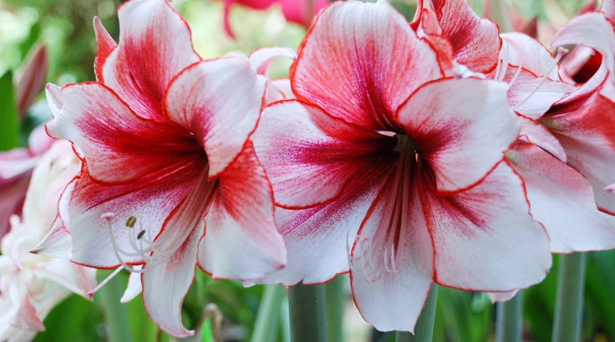 Las flores de Amaryllis son rojas y blancas y crecen en el jardín.  Las flores están floreciendo durante la temporada de flores.