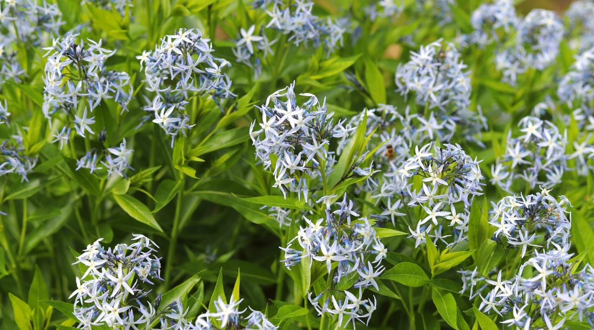 Primer plano de una planta con flores Amsonia tabernaemontana en el jardín.  La planta forma tallos erectos con racimos piramidales apicales de flores de color azul pálido en forma de estrella.  Las hojas son estrechas, de color verde opaco, en forma de sauce.