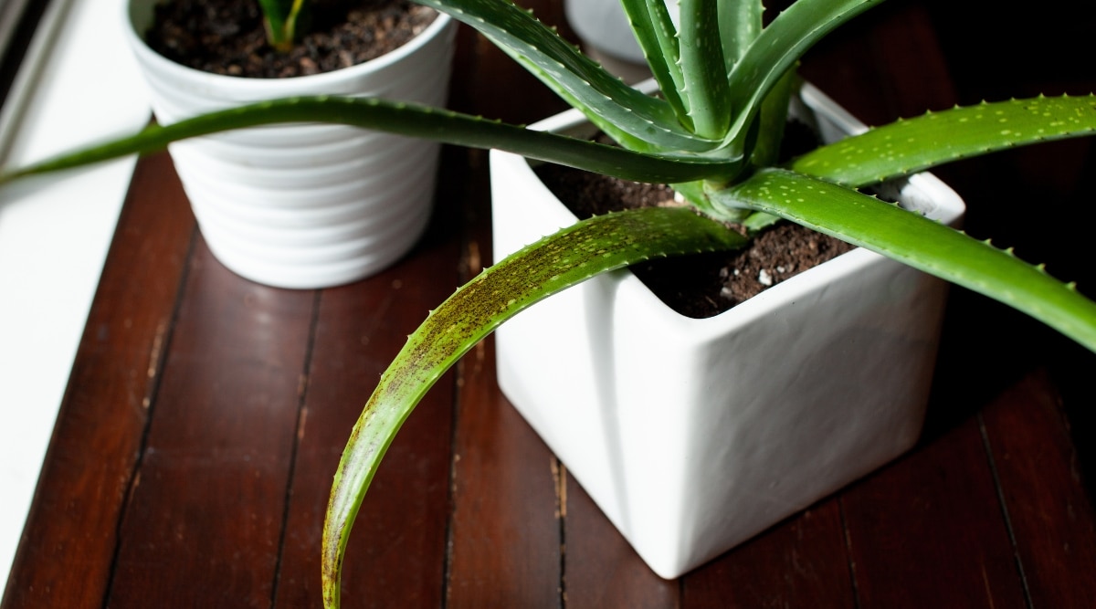 Una planta de aloe regada en exceso se planta en una maceta de cerámica blanca.  Se sienta junto a otra planta con una maceta de cerámica sobre una mesa de madera.