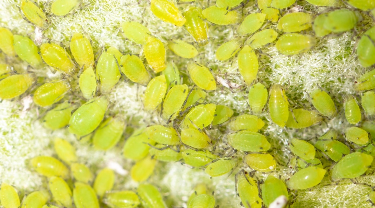 Primer plano de muchas plagas de áfidos en una planta verde.  Los insectos tienen pequeños cuerpos blandos ovalados de color verde brillante y patas delgadas de color gris.