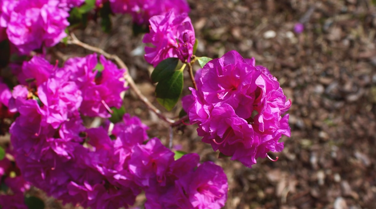 Primer plano de un arbusto de rosas de abril de rododendros en flor en el jardín.  El arbusto produce racimos grandes y redondeados de flores dobles de color rojo púrpura en forma de embudo con largos estambres rojos.  Las hojas son de color verde oscuro, coriáceas y ampliamente elípticas.