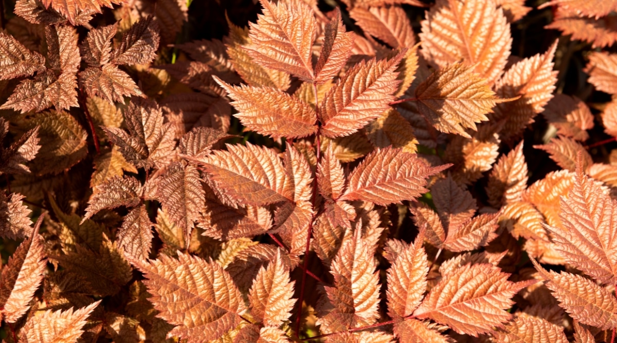 Primer plano de las hojas de la planta Astilbe x arendsii 'Chocolate Shogun' iluminada por la luz del sol.  Las hojas tienen forma de helecho, trifoliadas, con hojas de dientes afilados de color bronce.
