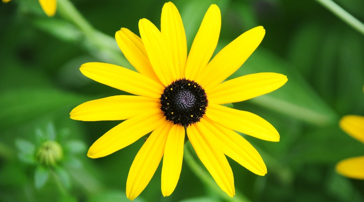 Vista de primer plano de la flor Susan de ojos negros con 14 pétalos de color amarillo brillante y un centro oscuro con 8 manchas amarillas.  El fondo está borroso con varias hojas verdes y hay una hoja amarilla en la parte superior izquierda de la imagen y 2 hojas amarillas en la parte inferior derecha.