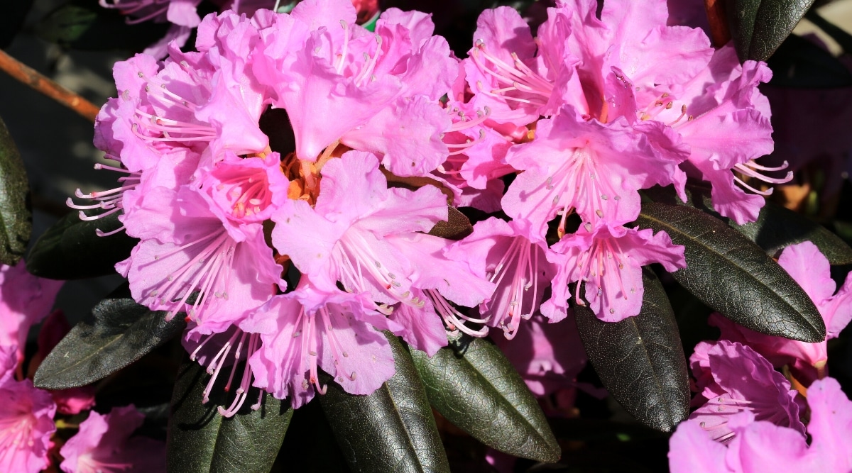 Primer plano de un arbusto de rododendro negro satinado en flor en un jardín soleado.  Grandes flores en forma de campana de color rosa-púrpura se recogen en racimos redondos.  Las hojas son lanceoladas, coriáceas, brillantes, de color púrpura oscuro.