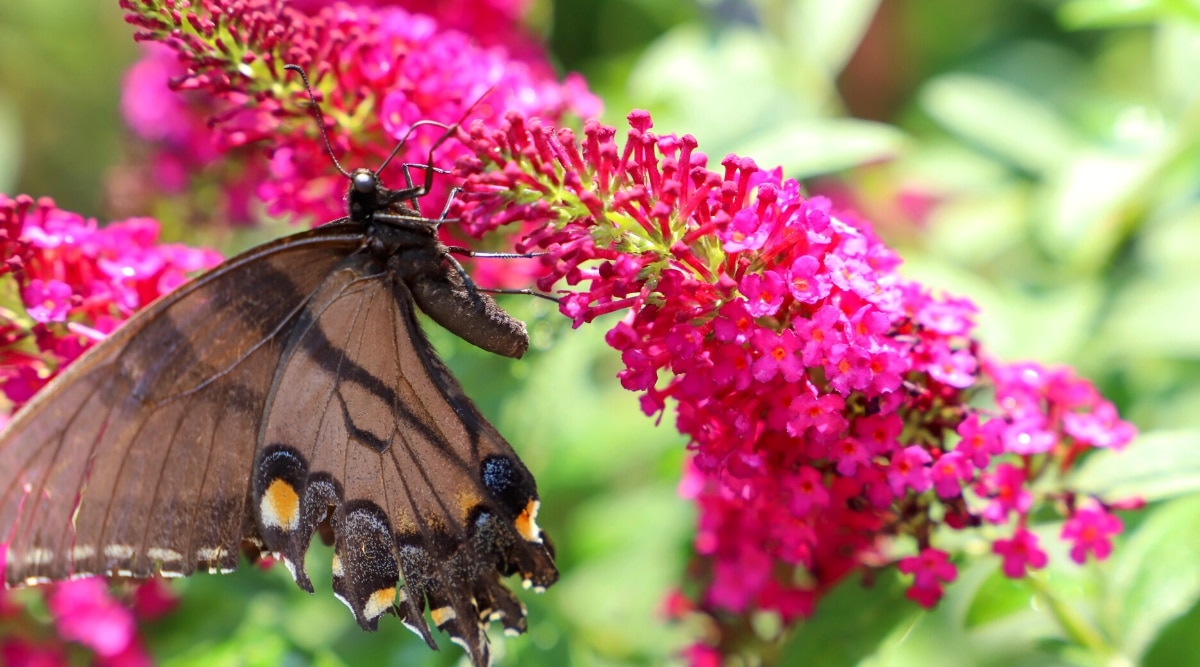 Primer plano de una gran mariposa marrón en una inflorescencia floreciente de Buddleia davidii 'Miss Molly'.  La inflorescencia es grande, vistosa, larga, en forma de cono, que consta de diminutas flores de color púrpura oscuro densamente agrupadas con gargantas de color naranja brillante.