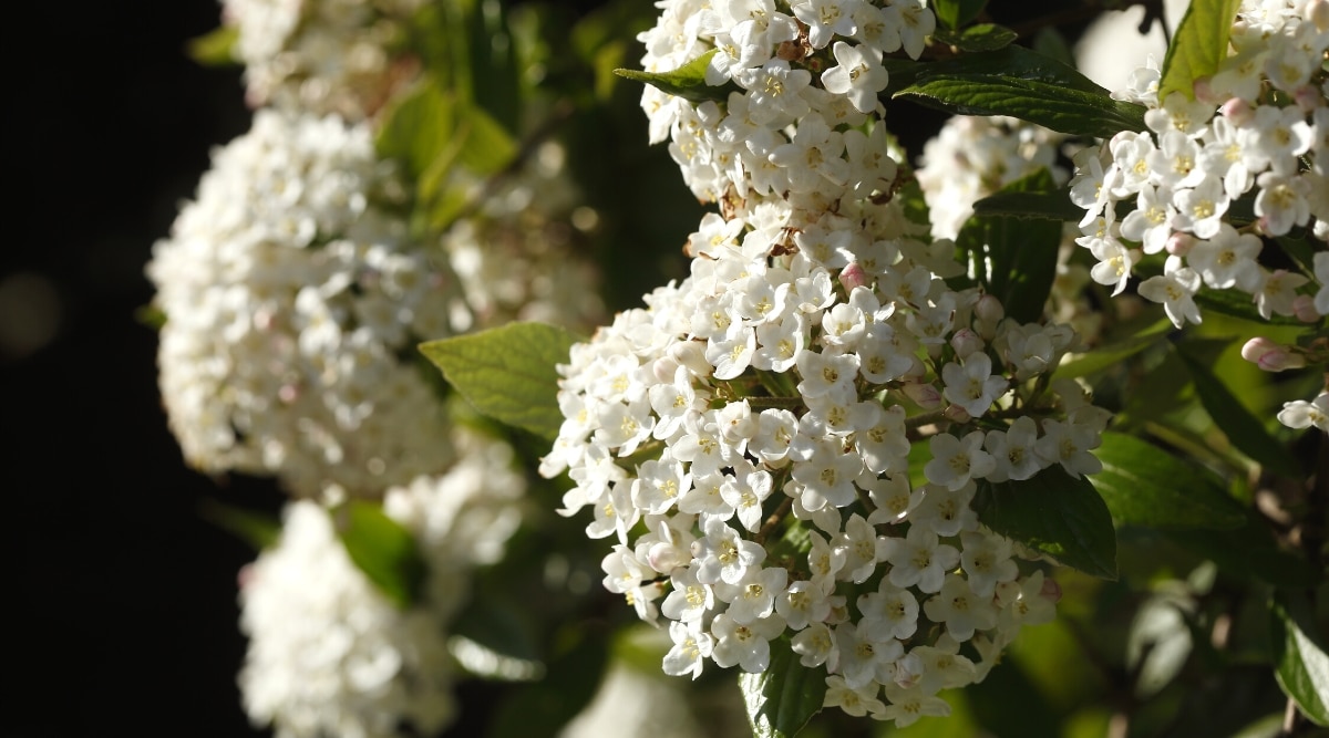 Primer plano de Kalina Burkwood (Viburnum x burkwoodii) que florece en un jardín soleado.  El arbusto produce magníficas flores de color blanco rosado en inflorescencias globulares, que florecen entre un hermoso follaje verde oscuro brillante.