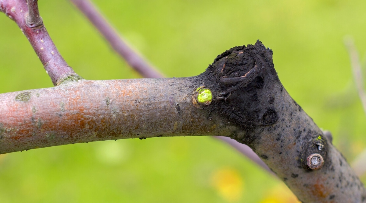 Primer plano de una llaga negra formada en una rama afectada por el hongo Botryosphaeria.  Una rama gruesa con una mancha negra podrida sobre un fondo verde borroso.