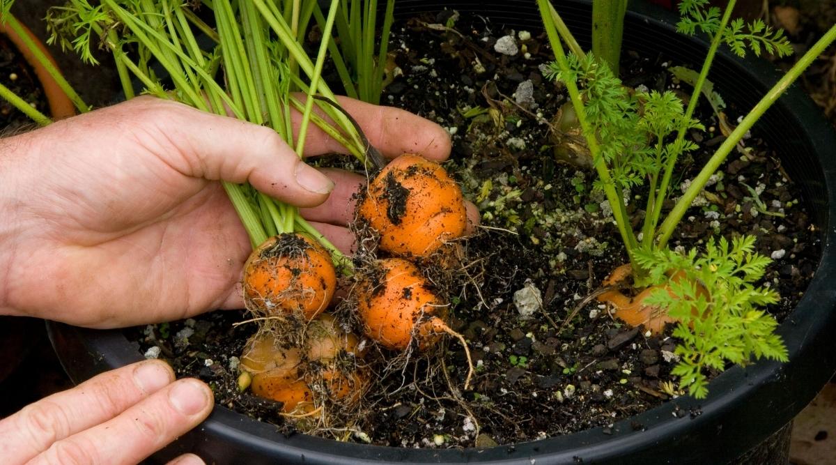 Zanahorias que crecen en contenedores.  Están plantando un juego de zanahorias que son naranjas y descansan en una maceta con tierra.