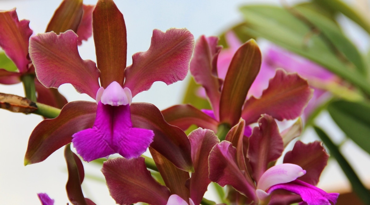 Blooming Cattleya bicolor contra un fondo borroso.  Las flores son de tamaño mediano, con tres sépalos de color rojo oscuro, dos pétalos de color rojo burdeos con bordes ondulados y un labelo ondulado de color púrpura brillante.  El sombrero de la antera es grande y de color púrpura pálido.